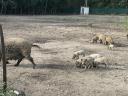 Mangalica for sale