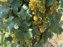 Amaranth grapes for sale