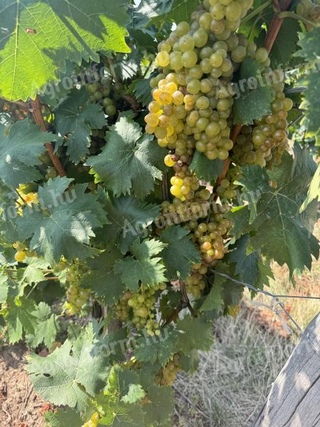 Amaranth grapes for sale