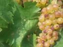 Amaranth grapes for sale