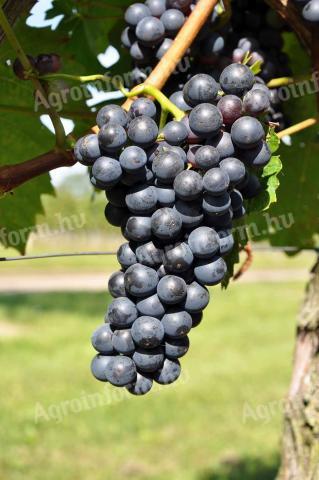 Zweigelt, green veltelini grapes for sale from Pest county, Mogyoród