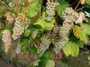 Wine grapes and must for sale in Mád