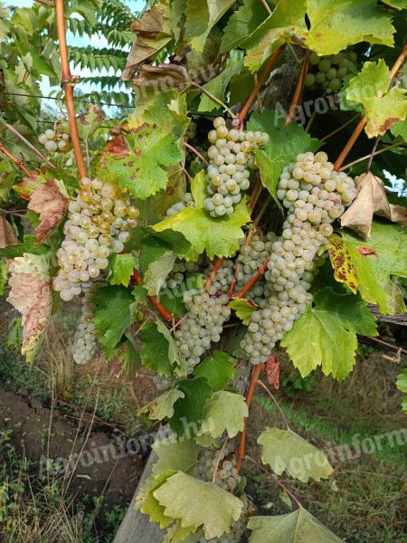 Wine grapes and must for sale in Mád