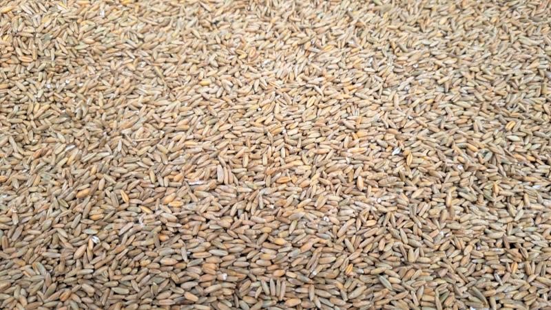 Triticale and Rye Grade II seed, pure, bagged, from a measured producer for sale in Kecskemét