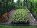 Mahonia and forest seedlings