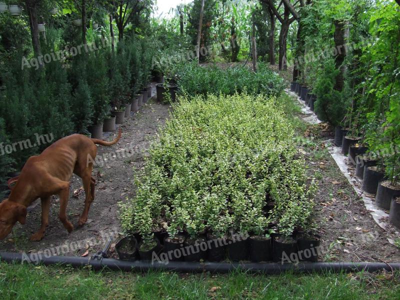 Mahonia and forest seedlings