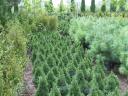 Mahonia and forest seedlings