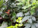 Mahonia and forest seedlings