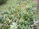 Mahonia and forest seedlings