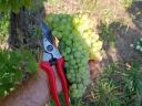 Wine grapes for sale in Mádon