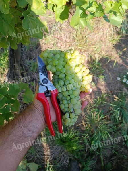 Wine grapes for sale in Mádon