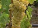Prodaǰa grožđa Chasselas, Saszla