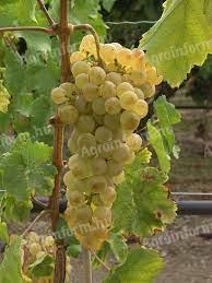 Prodaǰa grožđa Chasselas, Saszla