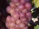 Prodaǰa grožđa Chasselas, Saszla