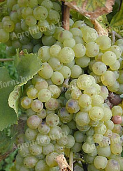 Prodajem grožđe Chasselas