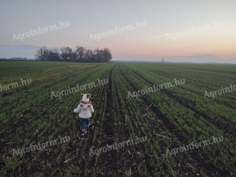 Dzierżawa/zakup gruntów ornych