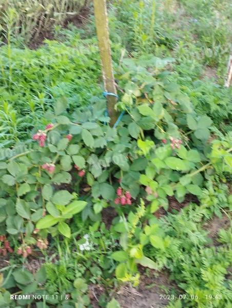 Zvířecí farma / Soukromý jezdecký statek na prodej (Pest county)