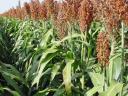 Alfaseed Jami grain sorghum, BMR sorghum, silage sorghum seeds for sale