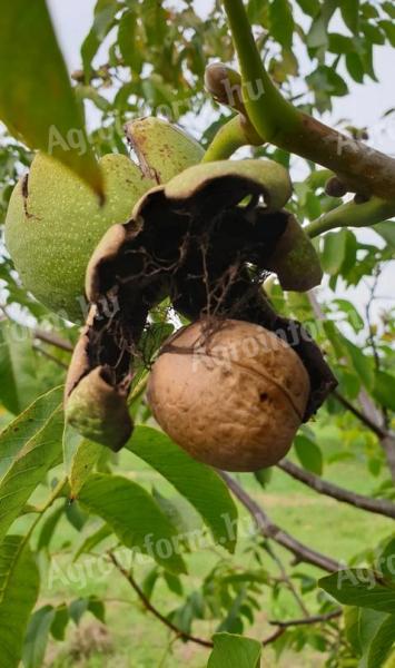 Walnuts, pick your own, shelled, noble, light kernel