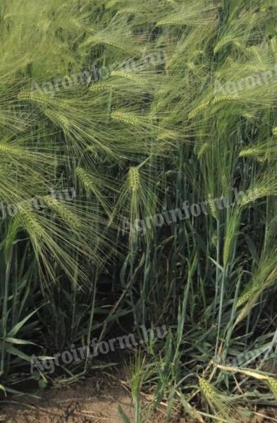 SU Ellen winter barley seed