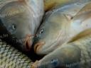 Market carp, amur, catfish, pike, crucian carp