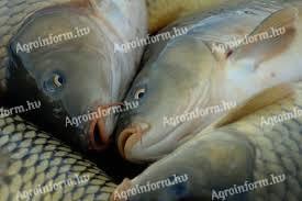 Market carp, amur, catfish, pike, crucian carp