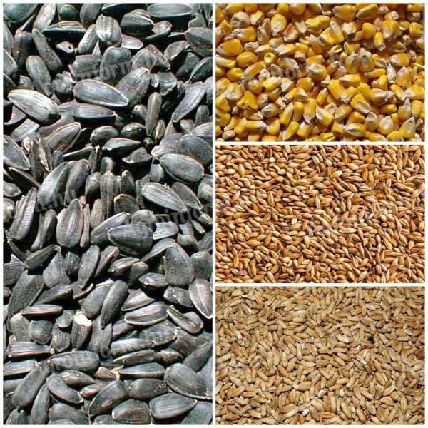 Sunflowers, maize, barley, wheat for sale