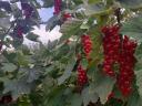 Currants for sale