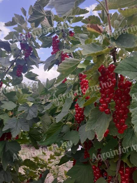 Currants for sale