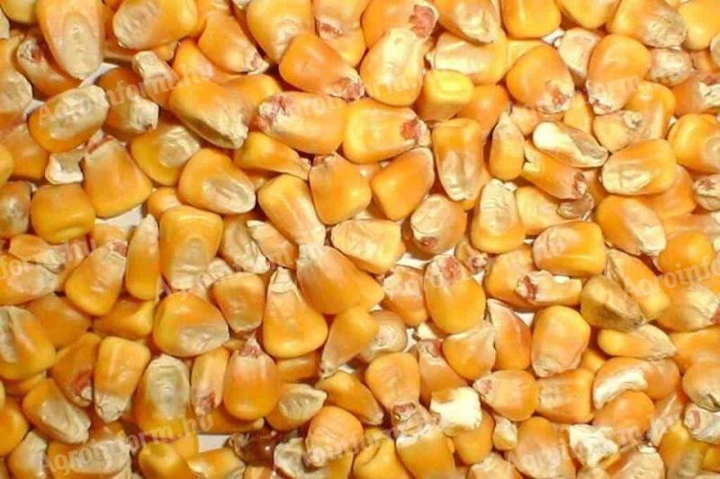 Maize