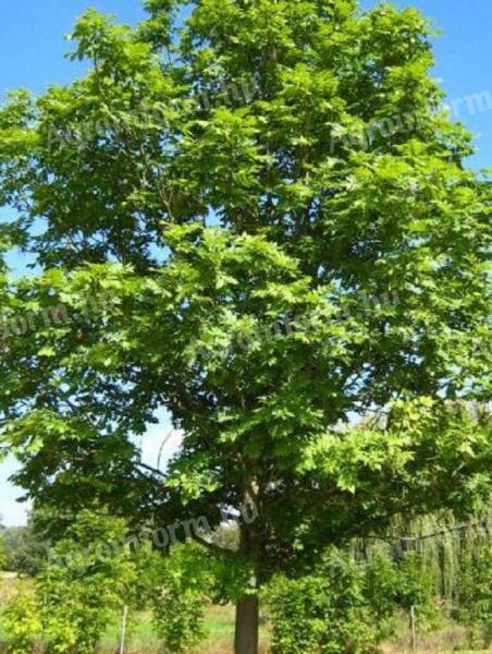 Tall ash seedling