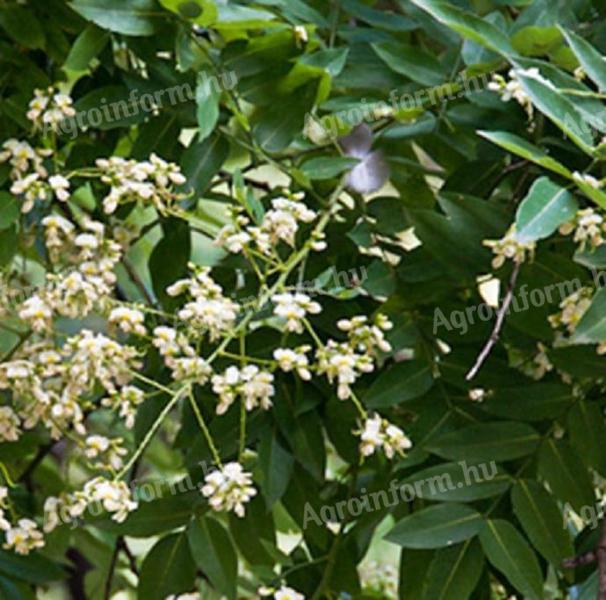 Japanese acacia seedling