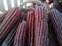 Red corn kernel