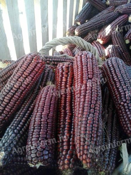 Red corn kernel