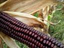 Red corn kernel