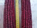 Red corn kernel