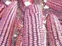 Red corn kernel