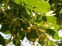 Large-leaved linden seedling