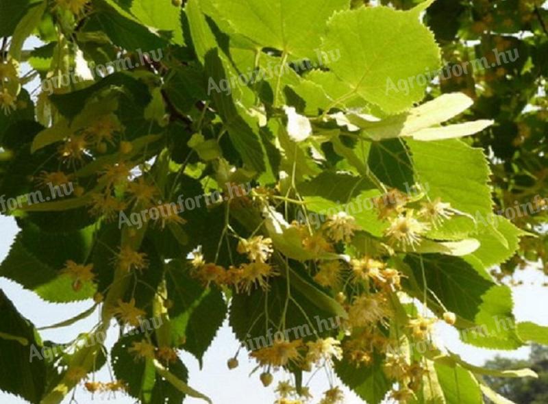 Large-leaved linden seedling