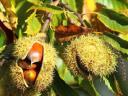 Gentle chestnut seedling