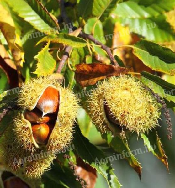 Gentle chestnut seedling