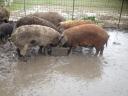 Mangalica vykrmená, krájená a řezaná na objednávku, k dispozici na zimu, lze rezervovat, lze také dodat.