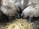 Bauernhof-Mangalica-Mastschnitt, je nach Bedarf geteilt, je. für den Winter buchbar, ich kann auch liefern