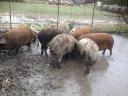 Bauernhof-Mangalica-Mastschnitt, je nach Bedarf geteilt, je. für den Winter buchbar, ich kann auch liefern