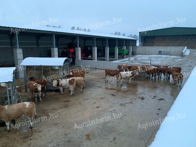 Magyartarka pedigree and breeding heifers