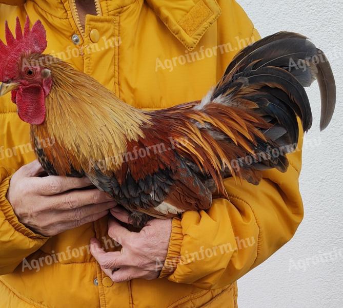 Cățeluș pitic care așteaptă un stăpân iubitor