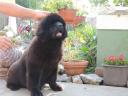 Newfoundland puppies