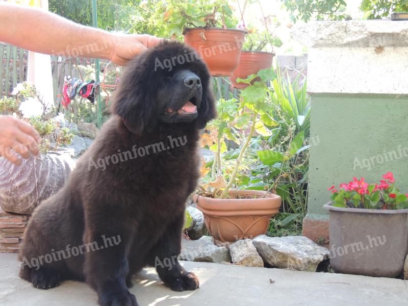 Newfoundland puppies