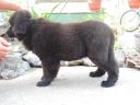 Newfoundland puppies