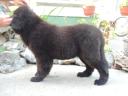 Newfoundland puppies